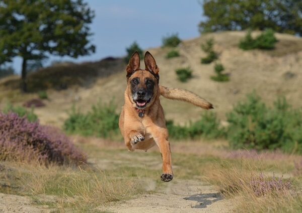 owczarek belgijski malinois opinie
