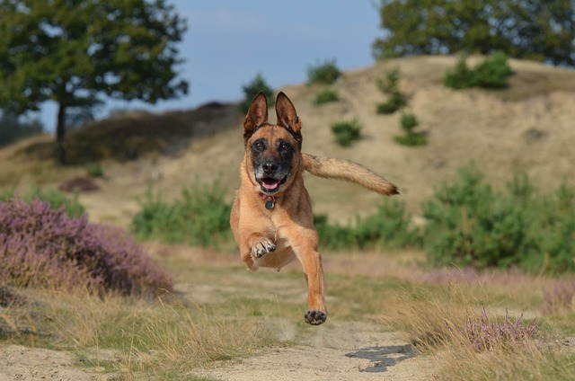 owczarek belgijski malinois opinie